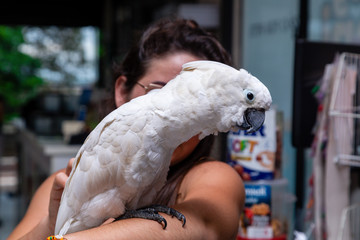 Cockatoo alba on a woman's arm