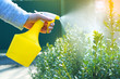 Garden works background with spray atomizer in female hands. Watering the bushes.
