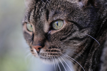 Details with the face of a female European shorthair grey cat