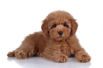 Wall Mural - Cute little poodle puppy on a white background