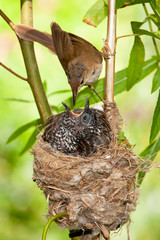 Common cuckoo, Cuculus canorus. Young in the nest fed by its adoptive mothers - Acrocephalus scirpaceus - European Warbler