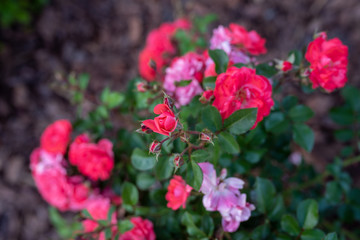 Wall Mural - Coral drift rose, close up blooming in the garden