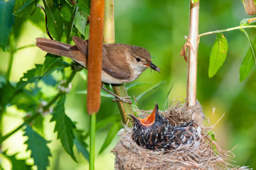 Common cuckoo, Cuculus canorus. Young in the nest fed by its adoptive mothers - Acrocephalus scirpaceus - European Warbler