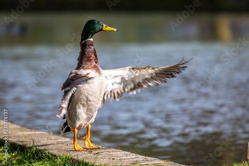 Fotomural A mallard duck stretching his wings at the waters edge