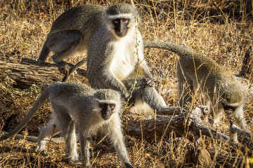 Wall Mural - Vervet Monkey / Macaco Vervet (Chlorocebus pygerythrus)