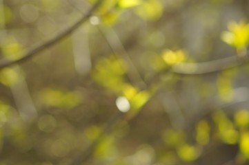 Canvas Print - autumn leaves in the rain