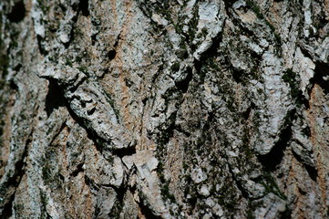 Canvas Print - tree bark texture