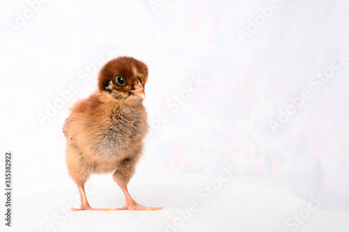 Cuadros en Lienzo Sasha the Barnevelder baby chick 2