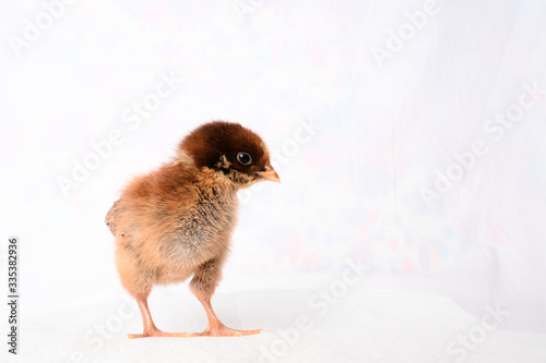 Fotomural Sasha the Barnevelder baby chick