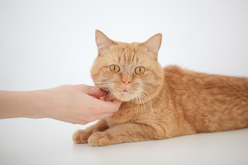 Wall Mural - female hand patting red cat on white background