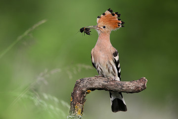 Wall Mural - Eurasian Hoopoe or Common Hoopoe (Upupa epops) the beautiful brown bird with spiky hair perching on the top of big log waiting to feed its chicks in the hole nest, beautiful crested bird