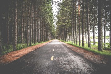 Sticker - Mesmerizing view of the road through the tall trees - perfect for background