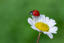 Ladybug On Daisy