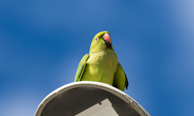 green parrot on a street light