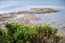Green Foliage With Torquay Beach In The Background, Great Ocean Road, Australia