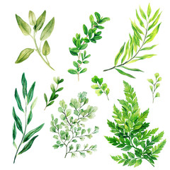 Wall Mural - Silver flora, lamb ears leaves, Watercolor bright greenery collection