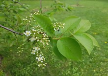 The First White Flowers On The Branches Of Prunus Padus In A City Park