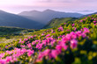 © Ivan Kmit - Rhododendron flowers covered mountains meadow in summer time. Pink sunrise light glowing on a foreground. Landscape photography