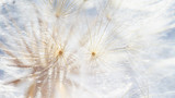 Fototapeta Dmuchawce - dandelion at sunset . Freedom to Wish. Dandelion silhouette fluffy flower on sunset sky. Seed macro closeup. Soft focus. Goodbye Summer. Hope and dreaming concept. Fragility. Springtime