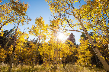 Golden aspen fall hike