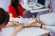 © Andrii - In a modern veterinary clinic, an ultrasound of a purebred Chihuahua is performed on the table. Veterinary clinic