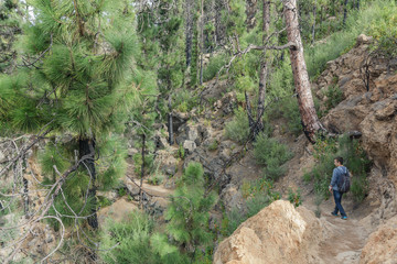 Wall Mural - A young man with a backpack travels along a route in the west side of Tenerife. Hiking by the mountain trail surrounded by endemic vegetation pine tree forest and fields of lava rocks. Canary Islands