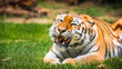Portrait of adult tiger