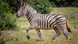 Portrait of running zebra on safari