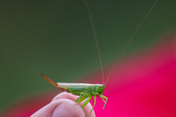 green grasshopper on a red background