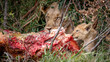Lion cubs eating a kill on safari in South Africa