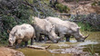 Group (crash) of endangered white rhinos on safari in South Africa