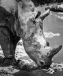Black and white headshot portrait of endangered white rhino in river on safari in South Africa