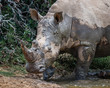 Close up of endangered white rhino on safari in South Africa