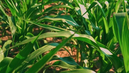 Aufkleber - panorama growing plant close up foliage corn agricultural field sunny day spring season