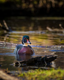 Fototapeta Lawenda - portrait of wood duck on the water, colorful reflection mirrored on water surface