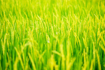 Wall Mural - portrait of woman modern farmer in rice field agricultural production. and golden rice field background