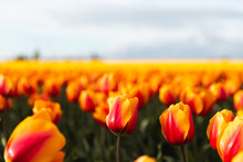 Red And Yellow Tulips In A Field In Washington