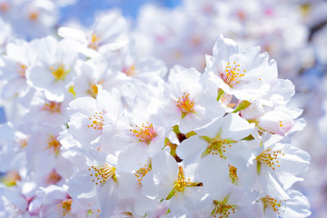  満開の桜