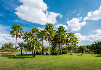 Sticker - Green grass field with tree in Public Park