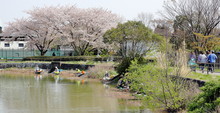 日本埼玉県越谷市出羽公園　美しい桜の景色　市民の憩いの場　桜並木が有名