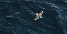 Gull Flying Over Water, View From Above