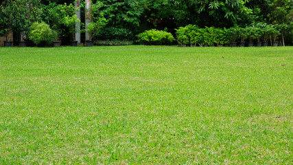 Canvas Print - green grass in the garden