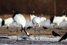 Closeup Of Cranes Eating Dead Fish On The Ground Covered In The Snow In Hokkaido In Japan