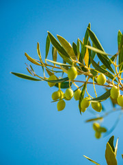 olive tree over blue sky