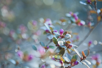 Wall Mural - spring mood, natural blurred background, blooming rhododendron, pastel colors