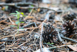 Fototapeta Tęcza - Pine cones, twigs and needles on ground. Thicket ground covered by needles. Woodland ecosystem.