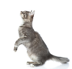 Aufkleber - Playful cat looks up and stands in profile. isolated on white background