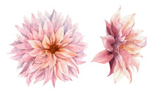Beautiful Watercolor Floral Set With Pink Chrysanthemum Flowers. Stock Illustration.