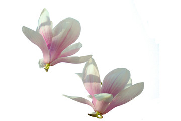 Wall Mural - Pink magnolia flowers. Isolate