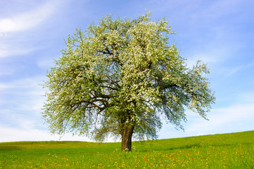 Poster - blooming apple tree at springtime in field
